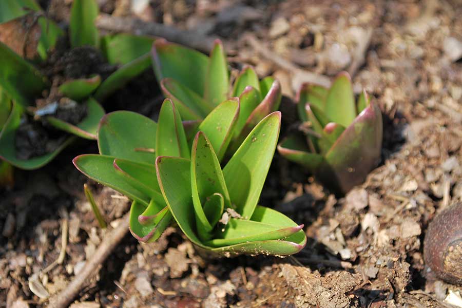 食用植物と誤りやすいとされるイヌサフラン【写真：PIXTA】