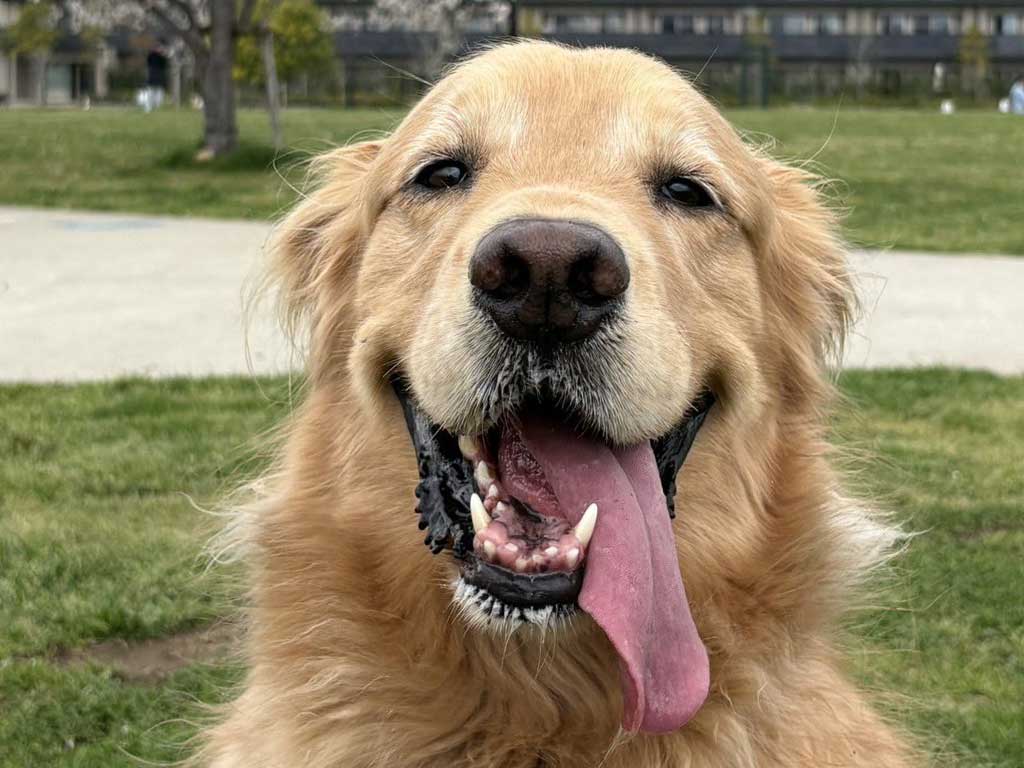 にこにこの笑顔を見せるアルフくん【写真提供：ALF（@ALF_Golden）さん】