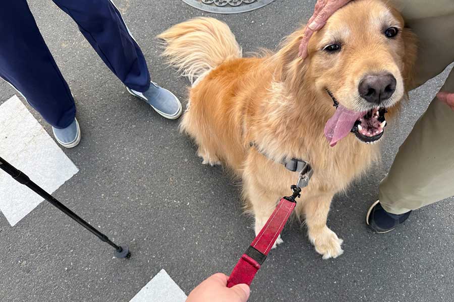 老夫婦に撫でられてうれしそうなアルフくん【写真提供：ALF（@ALF_Golden）さん】