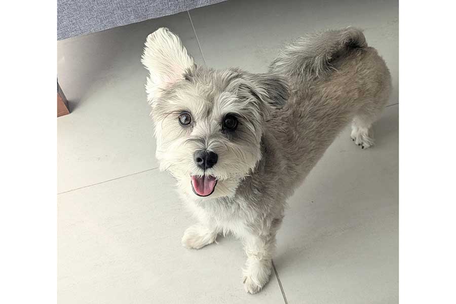 うれしそうな表情がかわいらしいペレくん【写真提供：ペレたん（@pelepeledog）さん】