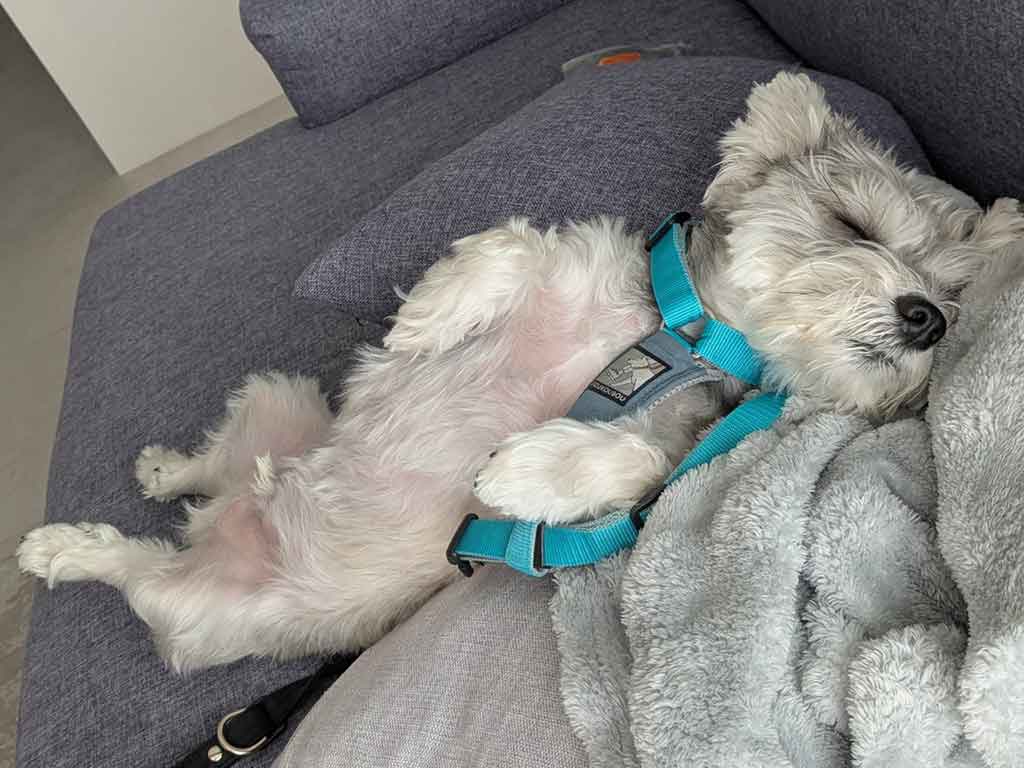 準備中に寝てしまったペレくん【写真提供：ペレたん（@pelepeledog）さん】