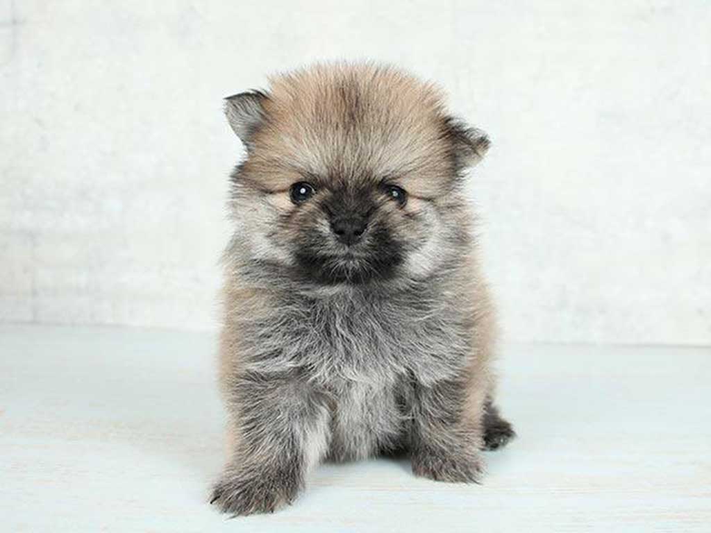 そるくんの保険証の写真。生後2か月頃に撮影【写真提供：ぷりてぃーぬ（@pretty_solulu）さん】