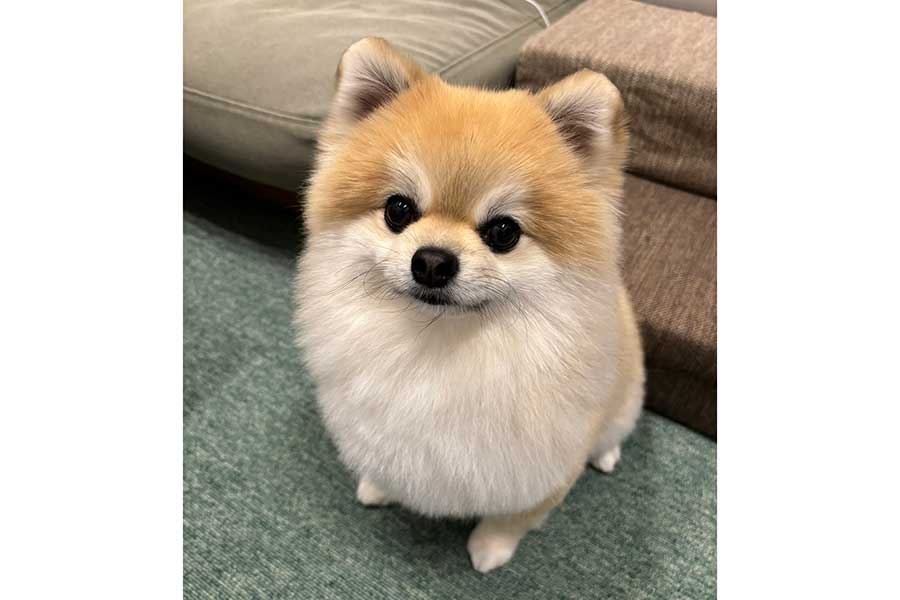 凛々しく成長したそるくん【写真提供：ぷりてぃーぬ（@pretty_solulu）さん】