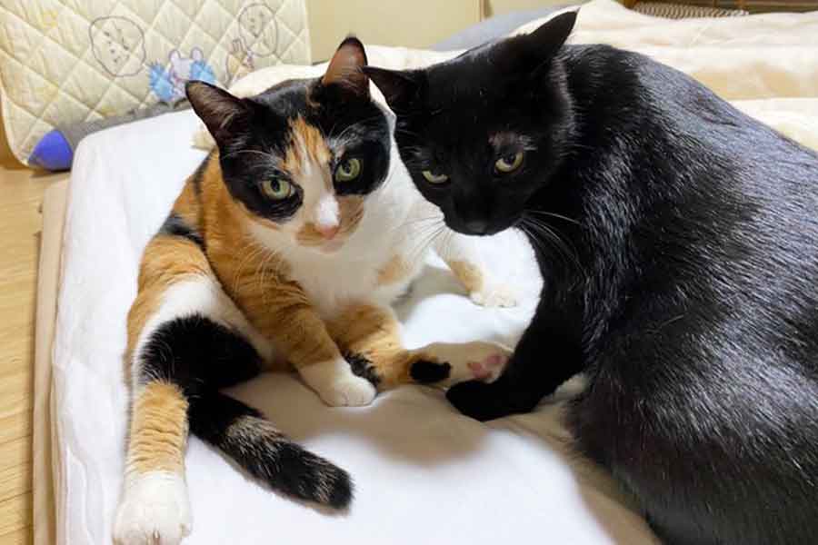 息がぴったり合った（左から）ちーちゃんとぺーくん【写真提供：ソラネコさんち（@mofgedama）さん】