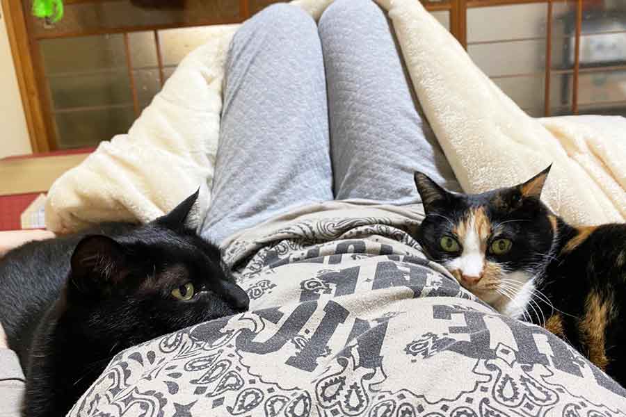 左右を陣取られる“温かい”ひととき【写真提供：ソラネコさんち（@mofgedama）さん】
