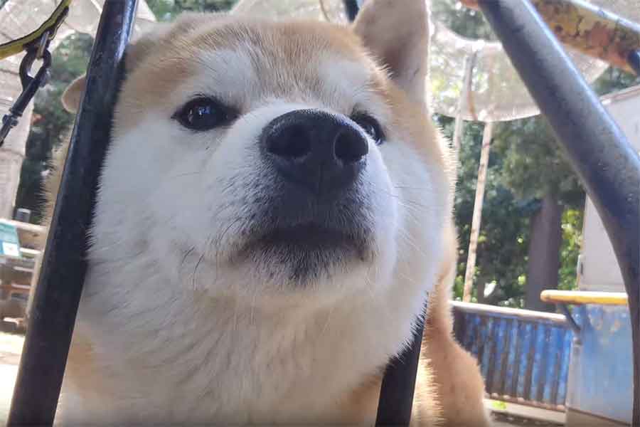 “推し”に夢中のこむぎくん【写真提供：シヴァ犬こむぎっす　豆シヴァわらび（@Shibamugi28）さん】