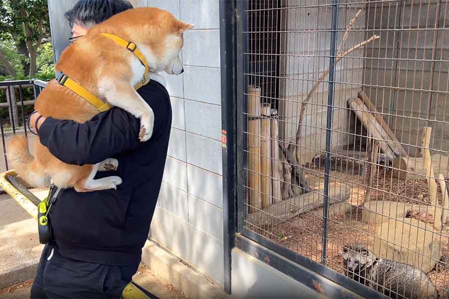 抱き上げられ、タヌキのゲンマイちゃんに熱視線を送るこむぎくん【出典：X（@Shibamugi28）よりスクリーンショット】