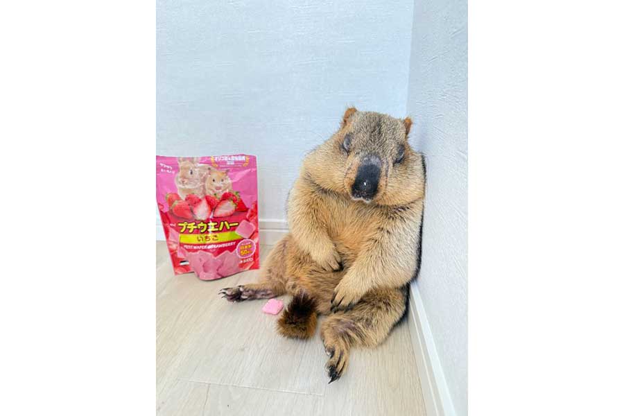 大好きなおやつを食べながら寝落ちするまもちくん【写真提供：ドクターマーモット（@dr_marmot_）さん】