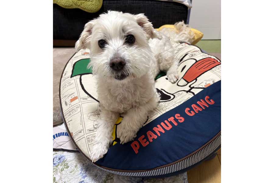 11歳の誕生日にクッションをプレゼントしてもらったプクくん【写真提供：プクマル（@pukumarukun）さん】