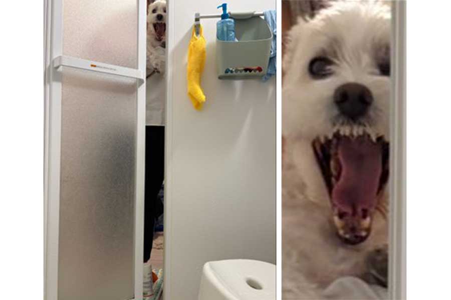 シャンプーを察知したプクくん【写真提供：プクマル（@pukumarukun）さん】