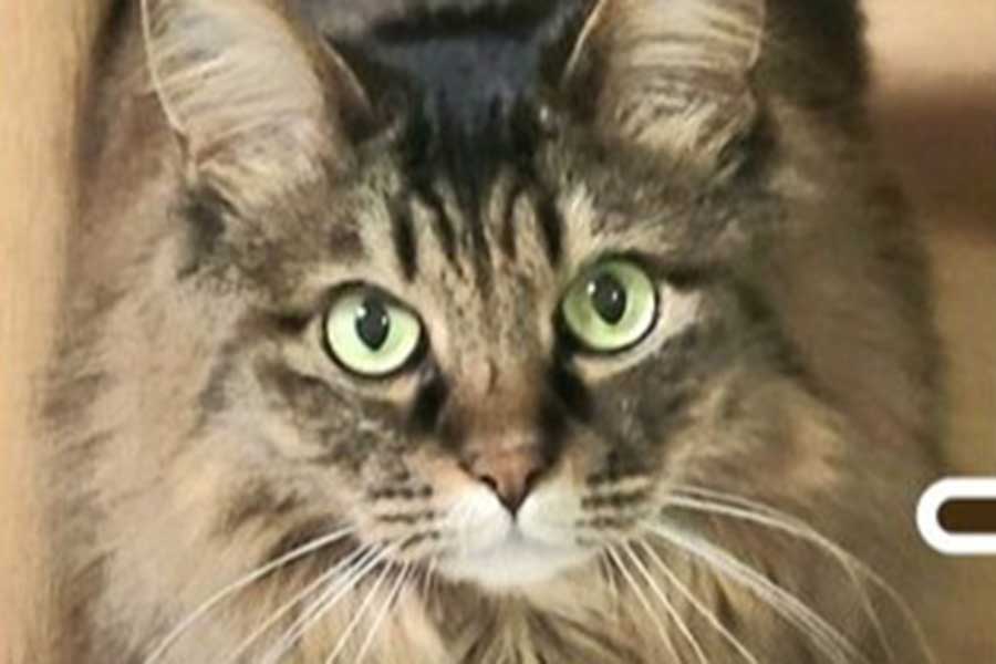 とてもかわいい表情をしているビフォー写真【写真提供：たぬ@雪の日にやって来た迷い猫（@tanu_tyan）さん】