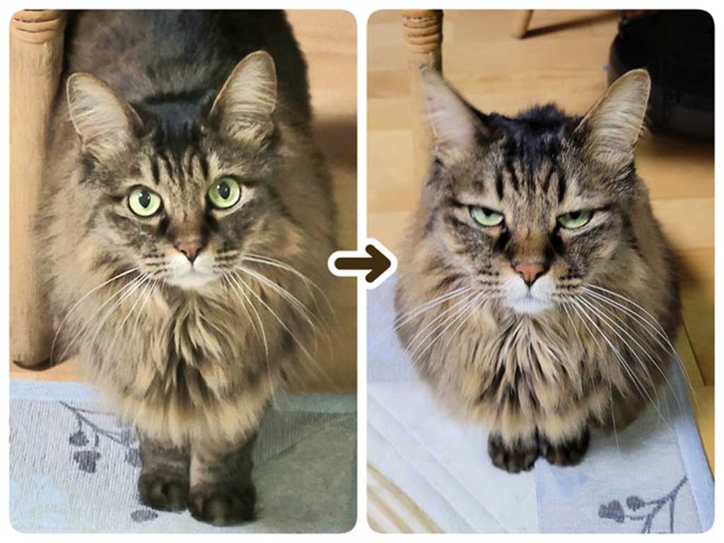 2秒後とは思えない表情差を見せるたぬくん【写真提供：たぬ@雪の日にやって来た迷い猫（@tanu_tyan）さん】