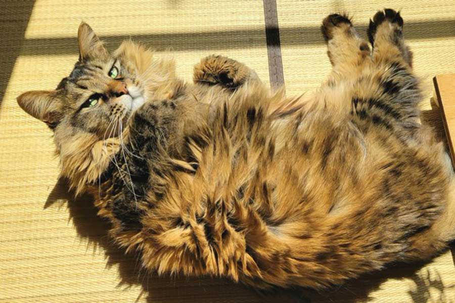 家族の前でまったりくつろぐたぬくん【写真提供：たぬ@雪の日にやって来た迷い猫（@tanu_tyan）さん】