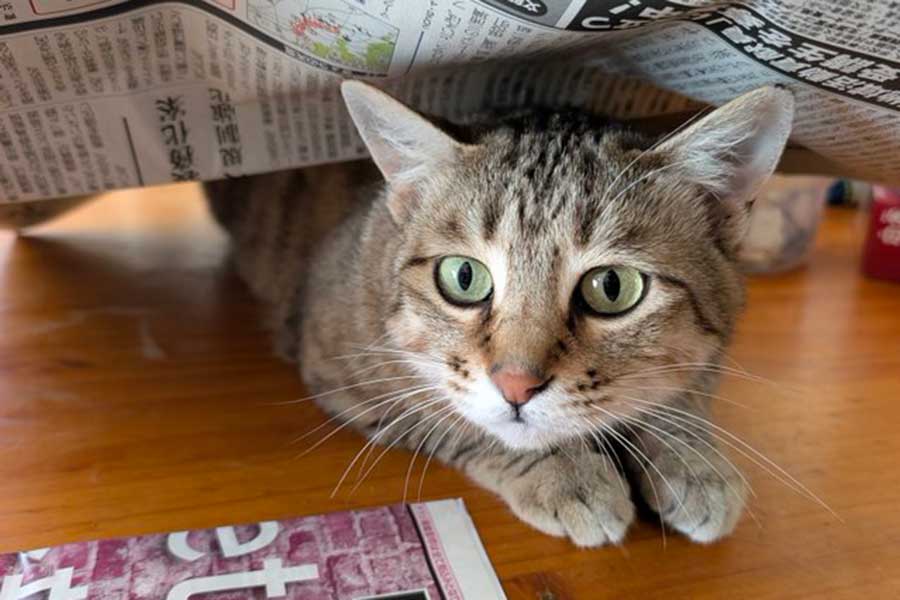 顔を覗かせるキーちゃん【写真提供：アヴェマナヴ（@hotateyasan）さん】