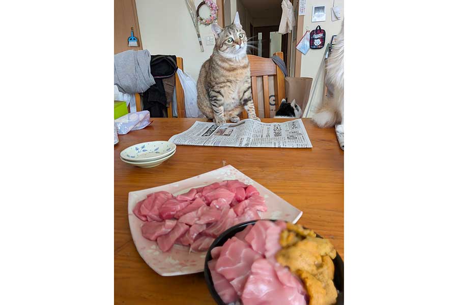 横目で刺身をにらむキーちゃん【写真提供：アヴェマナヴ（@hotateyasan）さん】