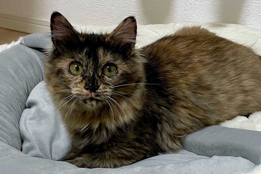 生後半年を迎えたねぎちゃん【写真提供：おたま（@ms_burube）さん】