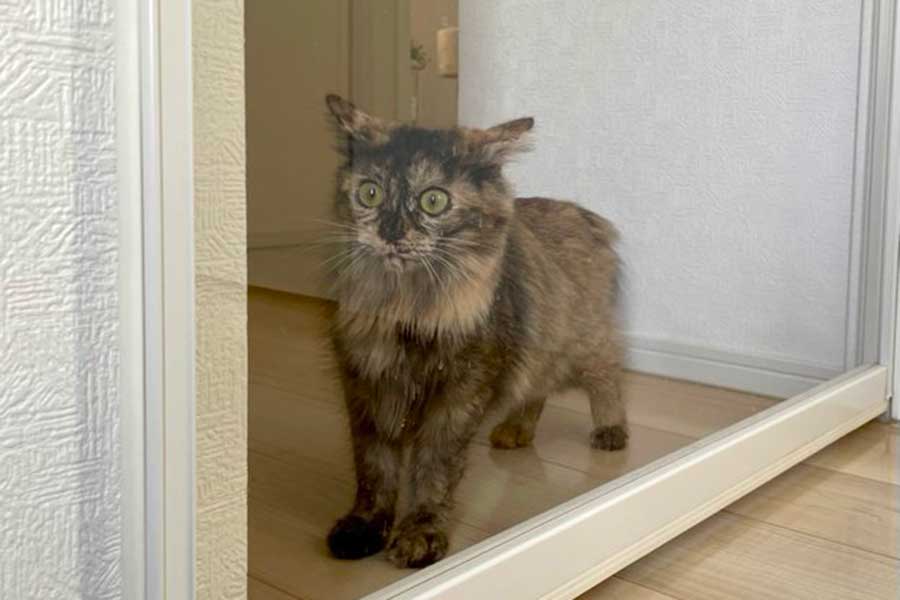 外の世界を見て目を丸くするねぎちゃん【写真提供：おたま（@ms_burube）さん】