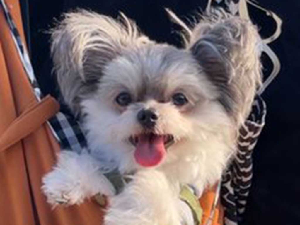 お出かけ中のもじゅくん【写真提供：wanwan（@inudogwan1）さん】