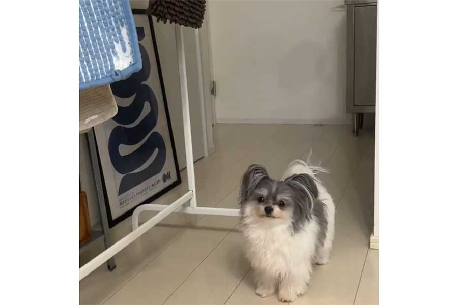 目で訴えるもじゅくん【出典：X（@inudogwan1）よりスクリーンショット】