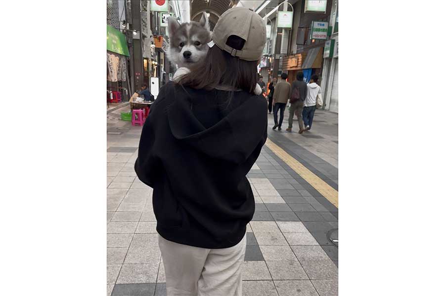 子いぬ時代のPOWくん【写真提供：SKI&POW（@snowski1008）さん】