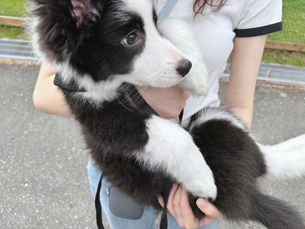 抱きかかえられ退散するヴィヴィちゃん【写真提供：ボーダーコリーのヴィヴィ（@vivienne_bcl）さん】