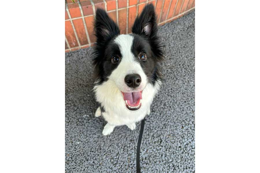 意気揚々とした表情を見せるヴィヴィちゃん【写真提供：ボーダーコリーのヴィヴィ（@vivienne_bcl）さん】