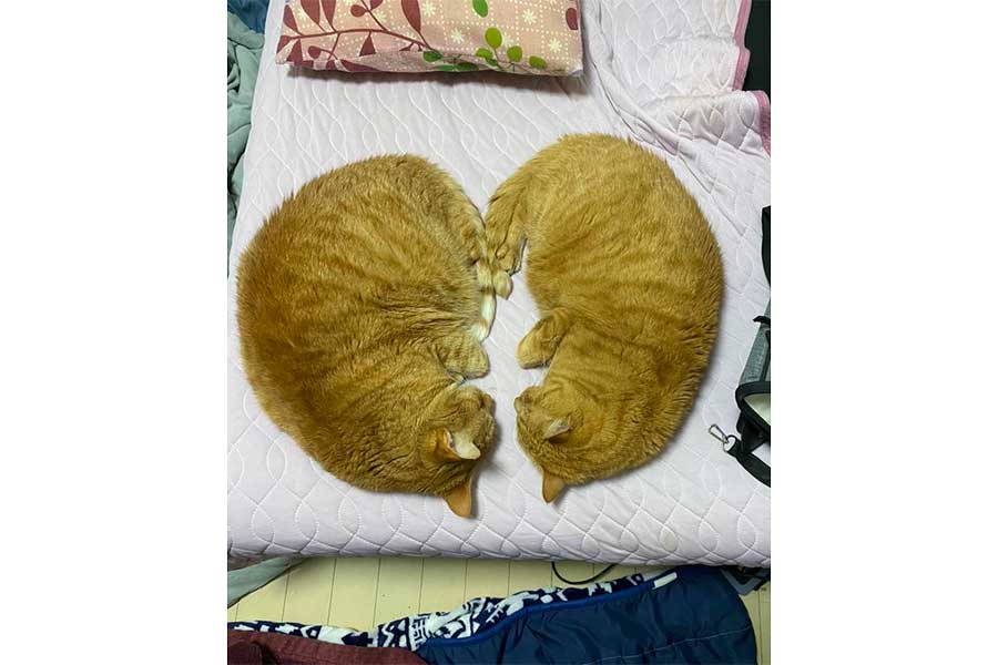 向かい合って眠る（左から）バジルくんとマメくん。腎臓に見えてくる？【写真提供：きくこ（@u6dlcmZ5okfwVN1）さん】