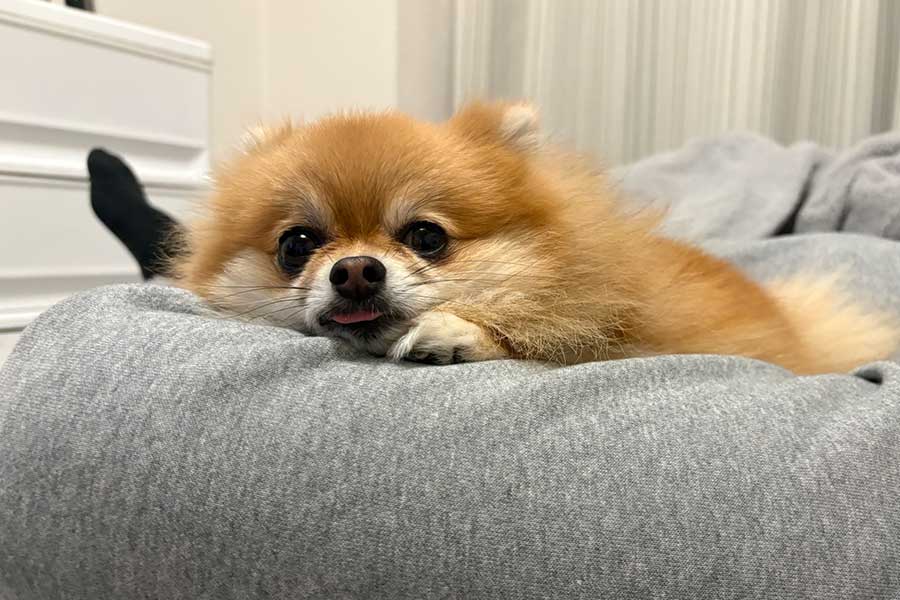 クッションでくつろぐぽんずちゃん【写真提供：ぽめらにあんのぽんず（@ponzuchan_0901）さん】