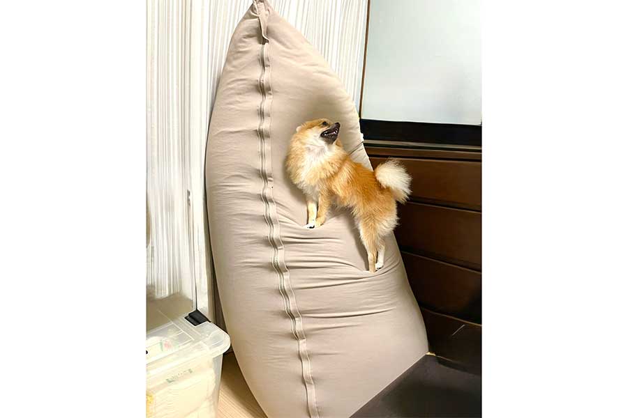 まるで崖を登っているようなぽんずちゃん【写真提供：ぽめらにあんのぽんず（@ponzuchan_0901）さん】