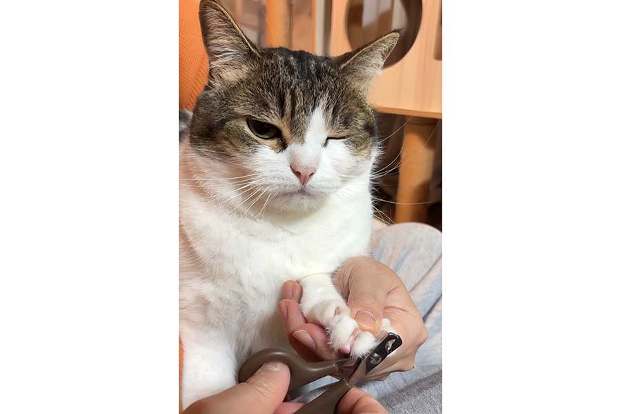 “ママ”に爪を切られるこたろう先生【写真提供：ニコちゃんとこたろう先生とトロとわさび姐さん（@nikoandkotatoro）さん】