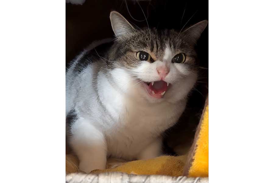 “パパ”がこたろう先生の爪を切ろうとすると…【写真提供：ニコちゃんとこたろう先生とトロとわさび姐さん（@nikoandkotatoro）さん】