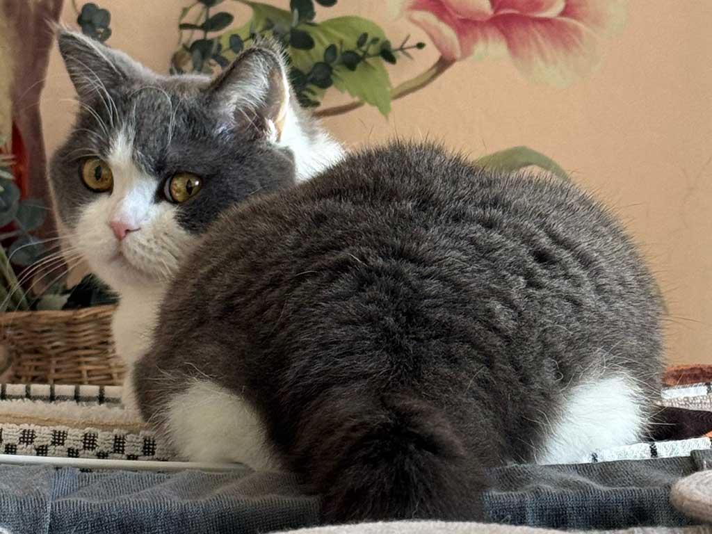 こちらを見つめるおもちちゃん【写真提供：おもち（@omochiomoching）さん】