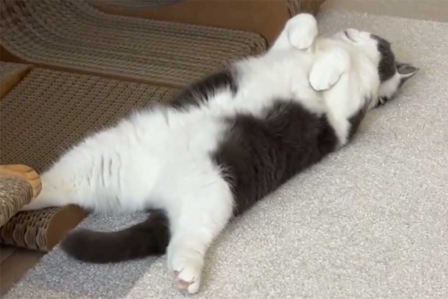 “へそ天”で休むおもちちゃん【出典：X（@omochiomoching）よりスクリーンショット】