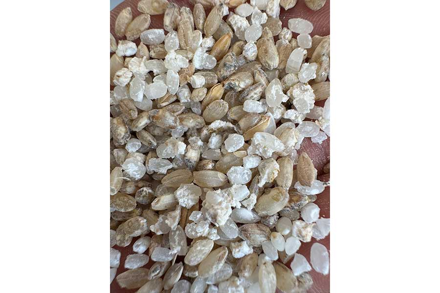 精米機に詰まっていたクズ米。形もいびつ【写真提供：ランドリーアシスト　アグリアシスト　コイン精米所（@omitamacoin）さん】