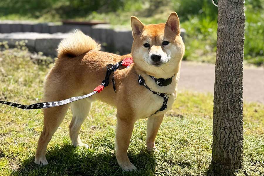 普段のろくくん【写真提供：柴犬ろく（@roku125shiba）さん】
