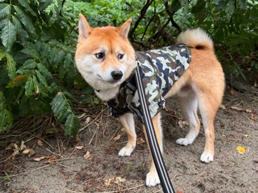 困り顔を見せる、表情豊かなろくくん【写真提供：柴犬ろく（@roku125shiba）さん】