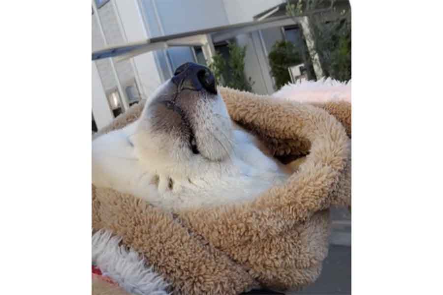 散歩の途中で寝落ちしてしまった茶々丸くん【出典：スレッズ（chachamaru618）よりスクリーンショット】
