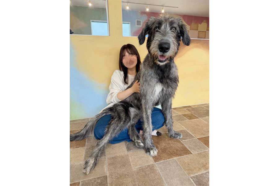 愛らしい表情で飼い主さんに甘えるティーナちゃん【写真提供：大型犬カフェGRAND MOU《ぐらんむー》（@GrandMou_）さん】