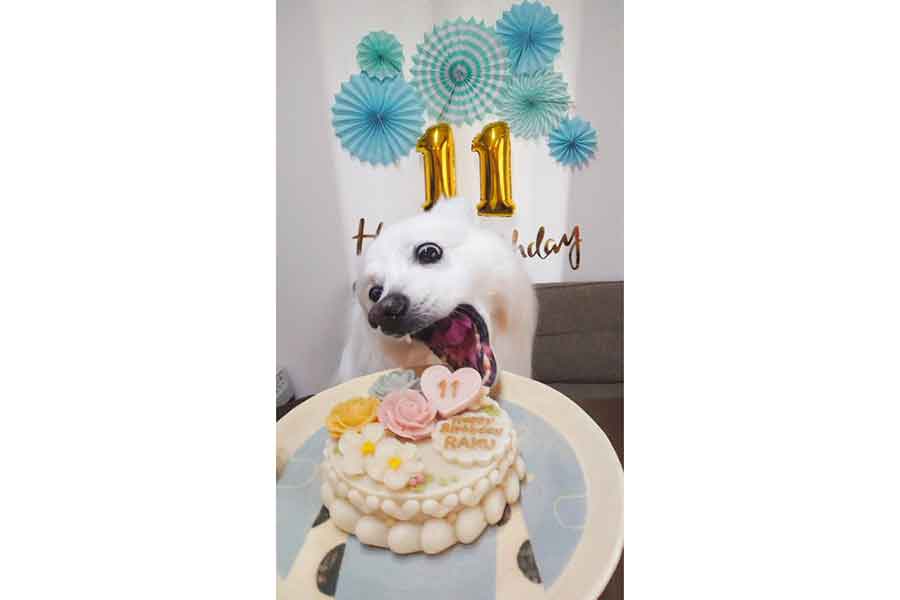 笑顔を見せる間もなく、ケーキに夢中の楽くん【写真提供：くーさんママ（@kukuri_shibainu）さん】