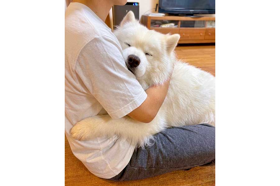 “お兄ちゃん”の帰宅に喜びを爆発させるサニーくん【写真提供：サモエドのサニー（@samoyedsunny）さん】