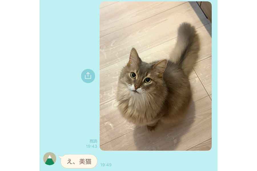配偶者さんとLINEで“美猫共有”【写真提供：かんたま（@funi___c）さん】