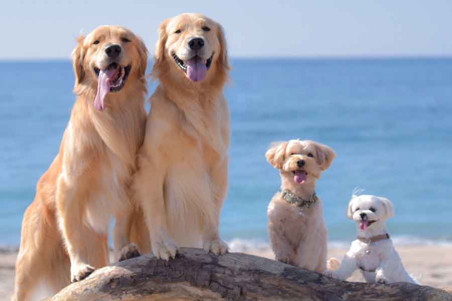 世界中で人気の高い犬（写真はイメージ）【写真：写真AC】