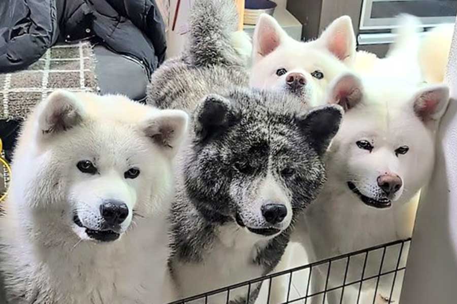 「お前どこ行っとったー!?」　自衛官の長男が1か月ぶりに帰省→秋田犬4匹の“熱烈歓迎”に1.9万“いいね”　「押しつぶされたい」