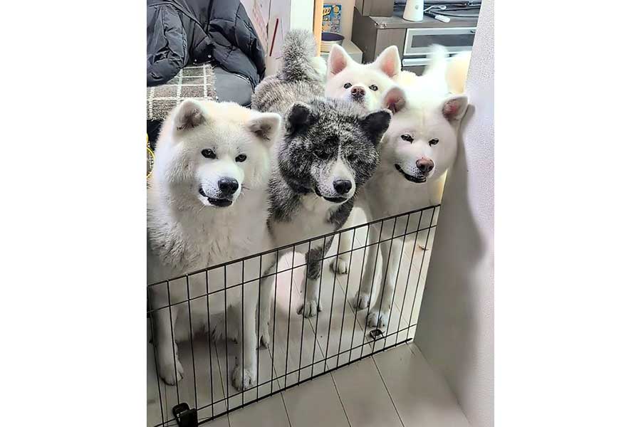 おやつを待つ愛犬たち【写真提供：秋田犬こゆきと愉快な仲間達（@kodomo4dog5）さん】