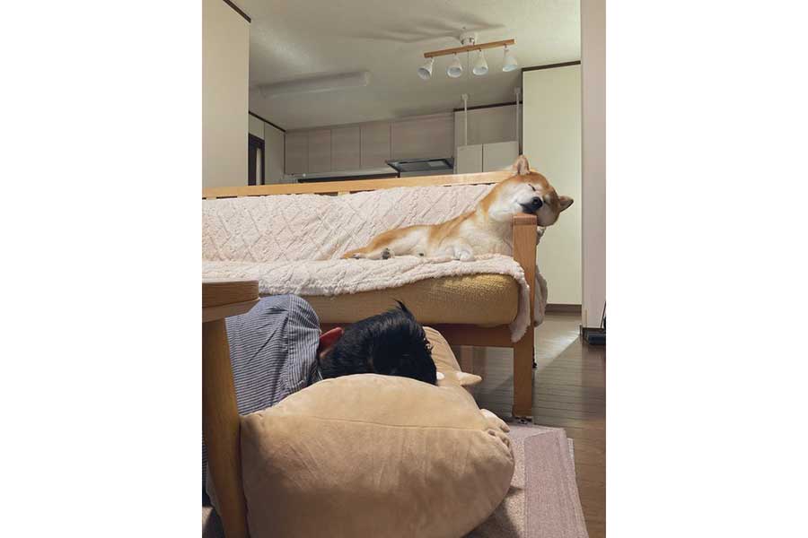 ソファで寝る豆次郎くん【写真提供：しばわんこ（@48dogchat1mame2）さん】