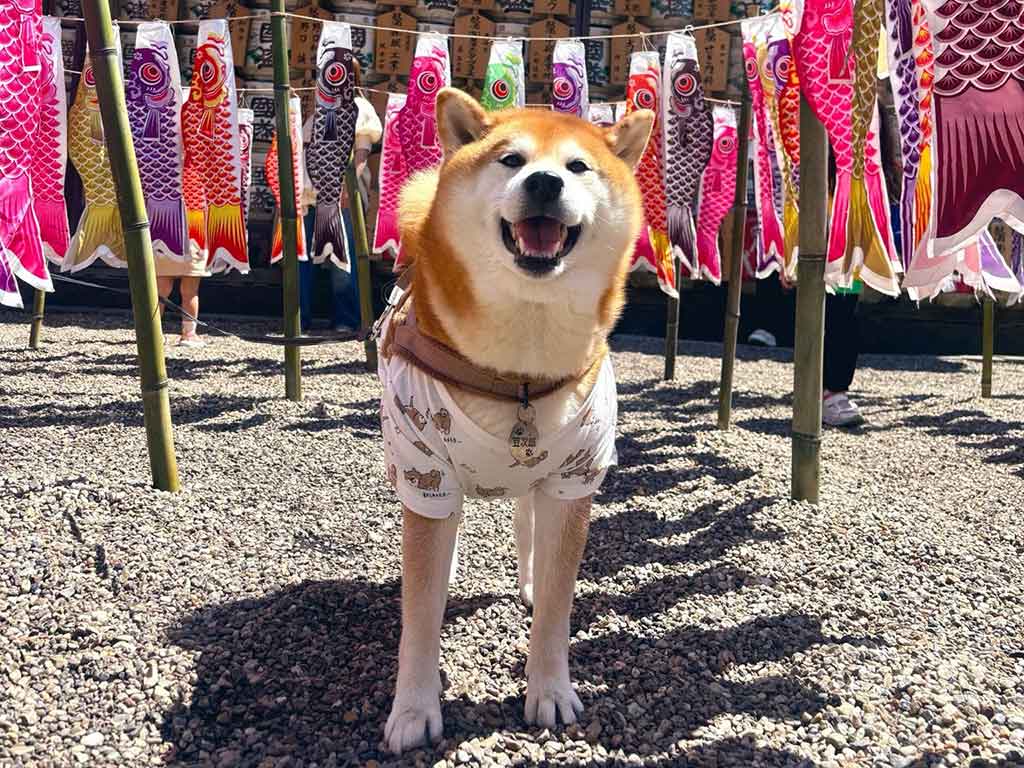 見事な鯉のぼりを前に笑顔を見せる豆次郎くん【写真提供：しばわんこ（@48dogchat1mame2）さん】