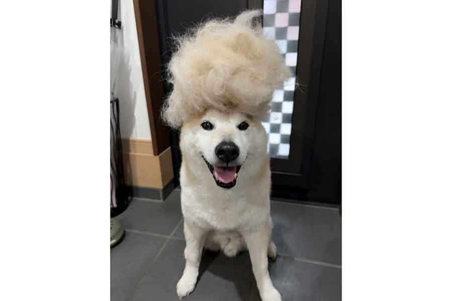 見事なアフロヘアで笑顔を見せる福丸くん【写真提供：福丸（@totomo_fukumaru）さん】