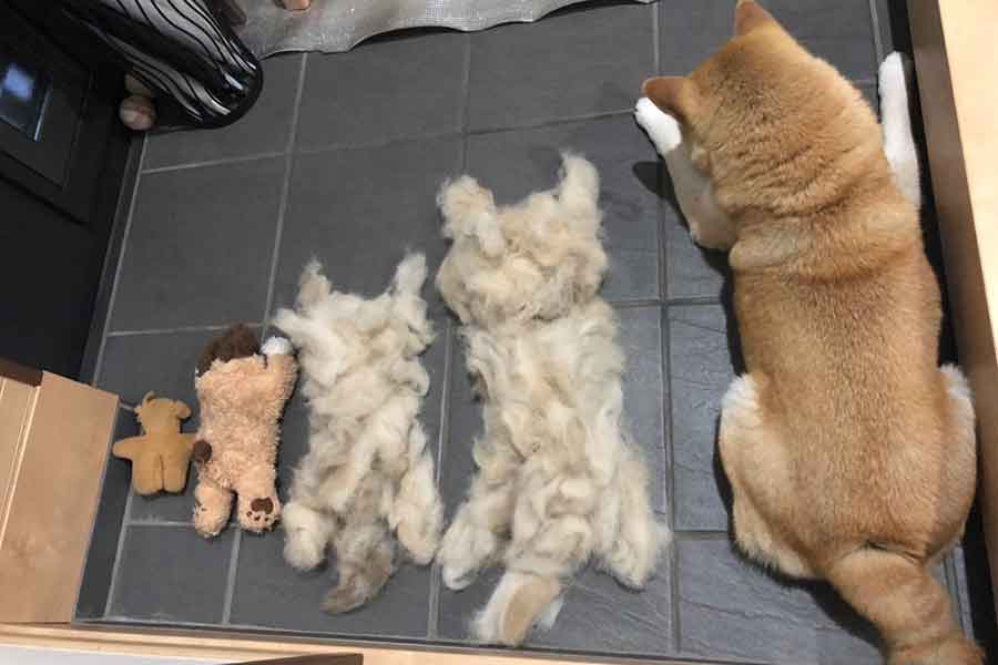 抜けた毛で作られた小さな福丸くん【写真提供：福丸（@totomo_fukumaru）さん】