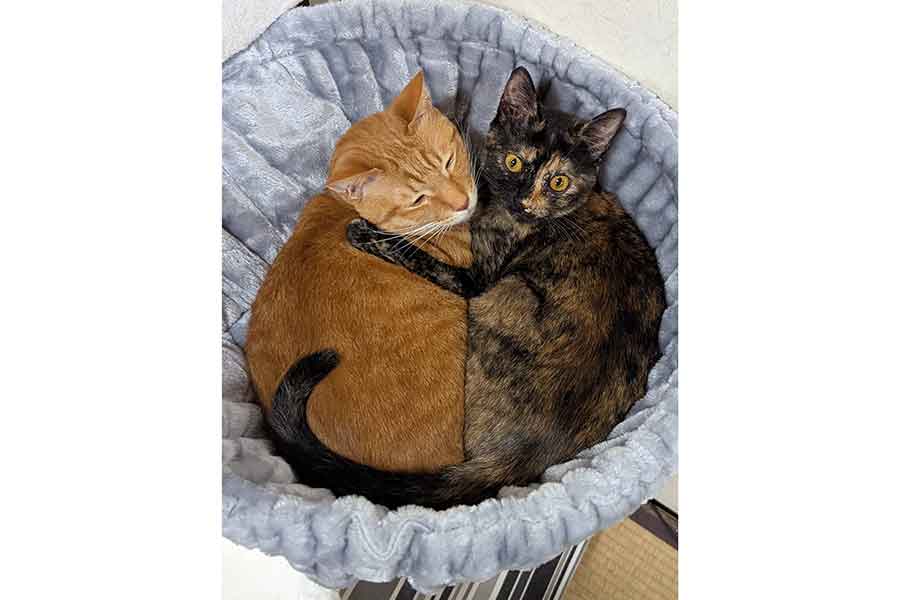 まるでピザの「ハーフ＆ハーフ」のような（左から）どんくさくんとたなぼたちゃん【写真提供：ツナ（@motikiro2）さん】
