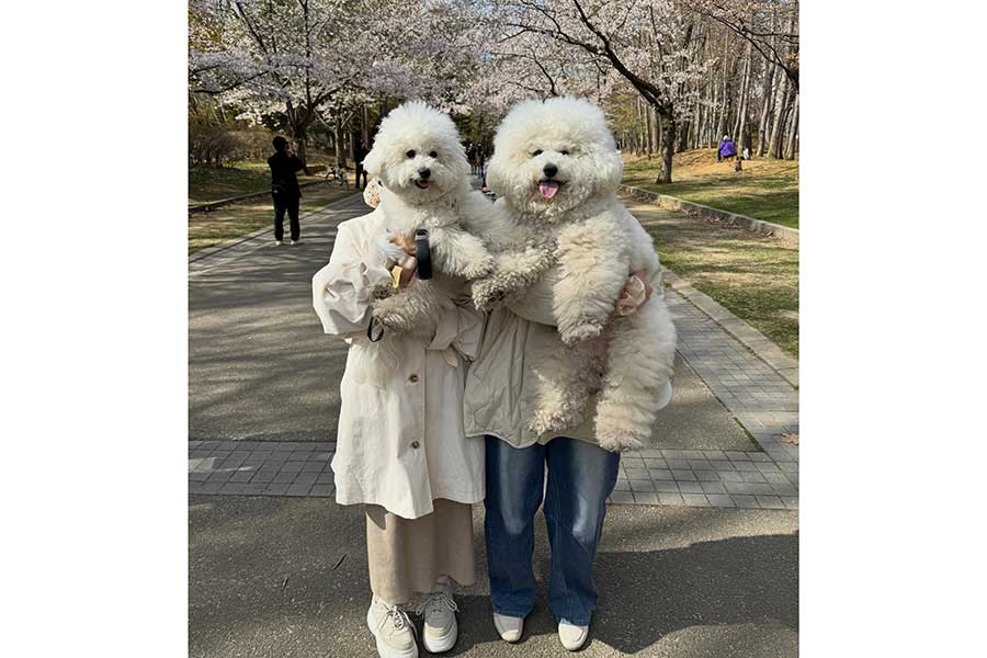 ぷりんくん（左）とぽむくん【写真提供：ビションフリーゼのぽむとぷりん（pom._.pudding_）さん】